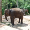 Zdjęcie z Tajlandii - slonik