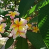 Zdjęcie z Tajlandii - Kwiaty frangipani