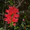Zdjęcie z Australii - Piekne kwiaty