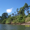 Zdjęcie z Australii - Brzeg Daintree River