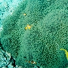 Zdjęcie z Australii - Nemo czyli blazenek