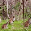 Zdjęcie z Australii - Rodzinka kangurow...