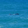 Zdjęcie z Australii - Wieloryb