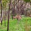 Zdjęcie z Australii - Kangury