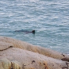 Zdjęcie z Australii - Foka w Port Elliott