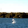Zdjęcie z Australii - Delfin w porcie