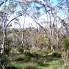 Australijski busz