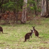 Zdjęcie z Australii - Kangury w "Polskim Lesie"