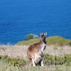 Zdjęcie z Australii - Kangurek a w tle lazurek