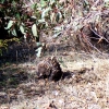 Zdjęcie z Australii - Echidna- australijski jez