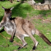 Zdjęcie z Australii - Slodkie lenistwo