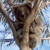 Zdjęcie z Australii - Koala