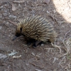 Zdjęcie z Australii - Echidna 