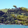 Zdjęcie z Nowej Zelandii - Akaroa