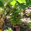 Zdjęcie z Hiszpanii - Plantacja bananów