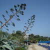 Zdjęcie z Grecji - okolice hotelu Teoxenia