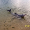 Zdjęcie z Singapuru - Rozowy delfin...