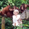 Zdjęcie z Singapuru - Fotka z orangutanami