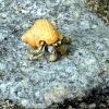 Zdjęcie z Tajlandii - Krab pustelnik...