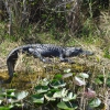 Zdjęcie ze Stanów Zjednoczonych - Everglades