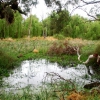 Zdjęcie z Australii - Bagna nad Murray River