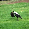 Zdjęcie z Australii - Mama magpie karmi swojego