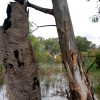 Zdjęcie z Australii - Bagna nad Murray River
