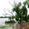 Zdjęcie z Australii - Brzegi Murray River