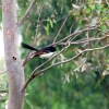 Zdjęcie z Australii - Willie wagtail, czyli...