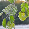 Zdjęcie z Polski - Mroźny poranek - Podlasie