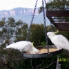 Zdjęcie z Australii - Biale cockatoo...