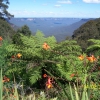 Zdjęcie z Australii - Panorama Blue Mountains