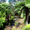 Zdjęcie z Australii - Drzewiaste paprocie...