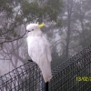 Zdjęcie z Australii - Biala papuga cockatoo