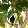 Zdjęcie z Australii - Ciekawski currawong...