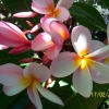 Zdjęcie z Australii - Rozowa odmiana frangipani