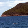 Zdjęcie z Australii - Delfiny w Port Stephens