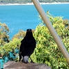 Zdjęcie z Australii - Currawong- australijski..