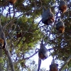 Zdjęcie z Australii - Latajace lisy...
