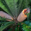 Zdjęcie z Australii - Australijska flora