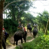 Zdjęcie z Tajlandii - Safari na sloniach