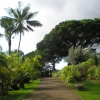 Zdjęcie z Portugalii - Jardim Botanico