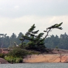Zdjęcie z Kanady - Wind Swept Pines