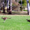 Zdjęcie z Australii - Poczekaj na mnie!