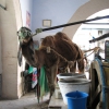 Zdjęcie z Tunezji - Kairouan