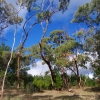 Zdjęcie z Australii - Las Kuipto Forest