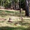 Zdjęcie z Australii - Kangury w Kuipto Forest