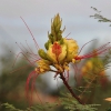 Zdjęcie z Hiszpanii - ciekawa flora na 