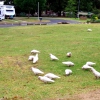 Zdjęcie z Australii - Stado papug corella...