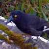 Zdjęcie z Australii - Ciekawski currawong